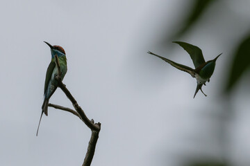 Blue-throated bee-eater standing on tree branch