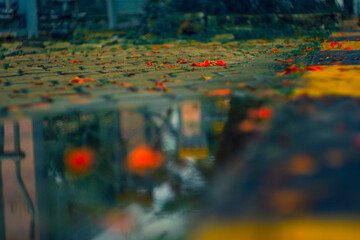 Autumn leaves scattered around a puddle reflecting trees and buildings in soft natural light
