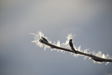 Tree branch adorned with frost crystals and ice formations