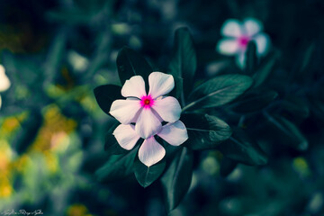 atharanthus roseus on textured surface,Rosy periwinkle flower plant,Close-up of catharanthus roseus flowers blooming in park,Close-up of water drops on white petal flower,