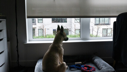dog on the window