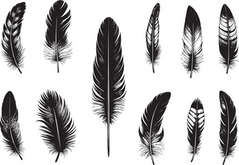 set of birds feathers black and white vector