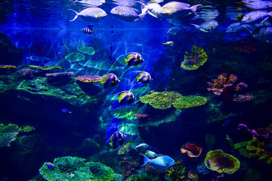 Thailand, Bangkok - August 30, 2018: Sea Life Bangkok Ocean World Aquarium in the shopping center of Siam Paragon