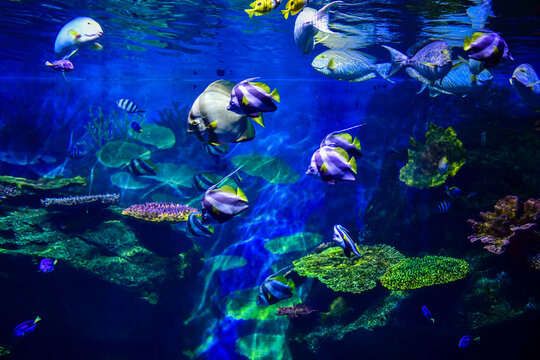 Thailand, Bangkok - August 30, 2018: Sea Life Bangkok Ocean World Aquarium in the shopping center of Siam Paragon