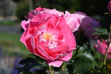 pink rose in garden