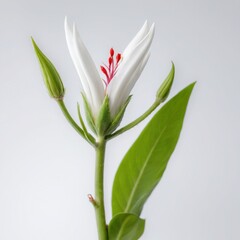 Obraz premium Pure Elegance of White Flower