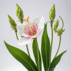 Obraz premium lily isolated on white