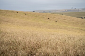 cows and calfs grazing on dry tall grass on a hill in summer in australia. beautiful fat herd of...
