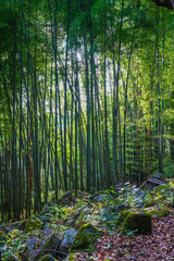 Sunlight streaming through bamboo forest in Hakone Japan