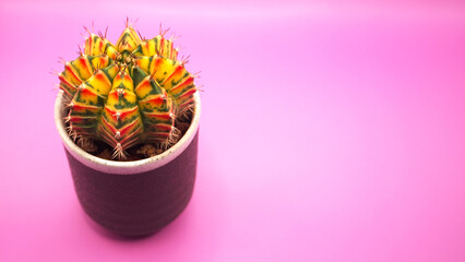 Isolated a pot of varigated Gymnocalicium cactus on pink background. Picture for use in illustrations Background image or copy space.