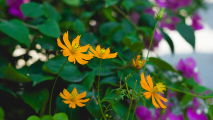Yellow Cosmos Flower Beautiful Delicate, Background Work For Designer
By Gallery of Gazes,View of...