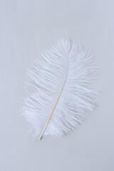 White fluffy ostrich feather close up on white background with copy space for text, bird feather texture