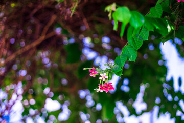  Combretaceae flowers crimson in the garden with the morning sun,Pink and white Chinese honeysuckle...