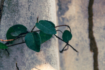 The image depicts a serene landscape with a vibrant sunset and a solitary tree, surrounded by lush greenery, reflecting calm and tranquility