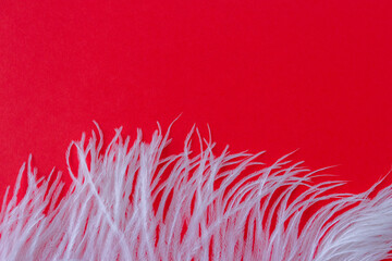 White fluffy ostrich feather close up on red background with copy space for text, bird feather texture