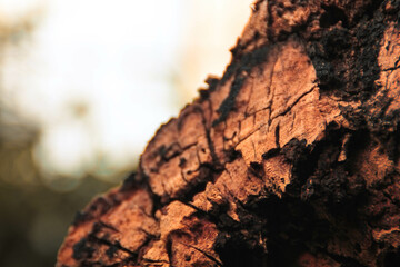 The image depicts a serene landscape with a vibrant sunset and a solitary tree, surrounded by lush greenery, reflecting calm and tranquility