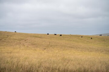 cows and calfs grazing on dry tall grass on a hill in summer in australia. beautiful fat herd of...