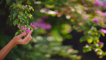 female hand delicately holds bougainvillea flowers, adding vibrant and graceful presence to natural surroundings. The flower's bright colors are beautiful contrast to park's lush greenery.