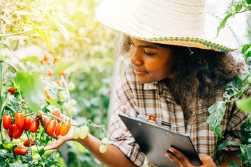 A millennial agronomist acting as both a quality inspector and farmer meticulously checks cherry tomatoes in a greenhouse recording data on a clipboard. Portrait of dedication in produce excellence. - obrazy, fototapety, plakaty