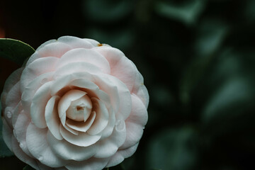 Beautiful moody and romantic Camelia Japonica light pink blooming flower on the tree