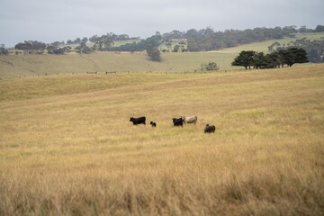 holistic farming on a sustainable agricultural farm growing beef cattle on a farm in australia