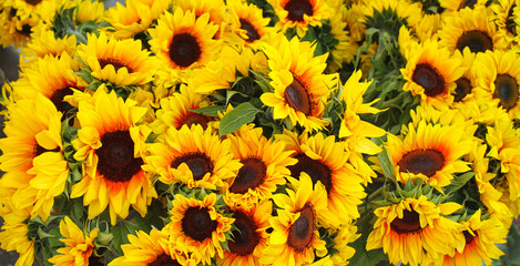 Close up image of beautiful bright yellow sunflowers. Happiness, sunshine concept.