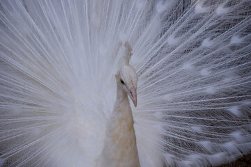 Peacocks are adult male peafowl large ground nesting birds with colourful feathers used in fashion...