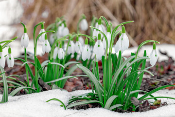 Snowdrop flowers (Galanthus nivalis) growing out of the snow, selected focus