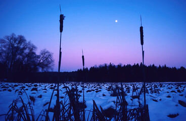 109-08 Cattail Moonrise