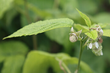 Blooming wild raspberry bush.
