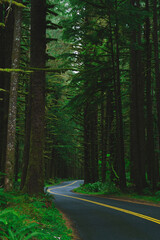 Highway Through Rich Green Rainforest In Pacific Northwest