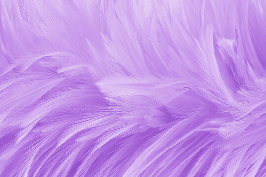 Purple pastel color bird feather pattern texture for background and design.