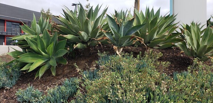 Succulents