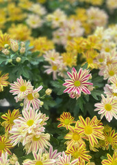 flowers in the garden