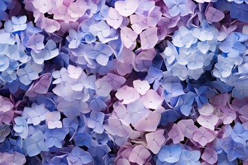 colorful hydrangea background