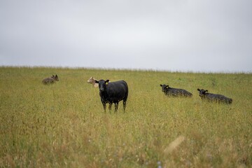 future livestock farming, sustainable agriculture practices on a cow farm in australia in summer