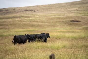 cows and calfs grazing on dry tall grass on a hill in summer in australia. beautiful fat herd of cattle on an agricultural farm in an australian meat industry