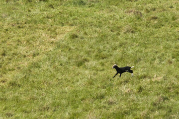 Black lamb with a white face and tail running in the green grass on a spring day near Lohnsfeld, Germany.
