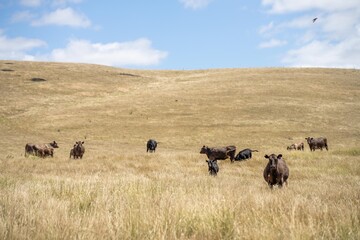 cows and calfs grazing on dry tall grass on a hill in summer in australia. beautiful fat herd of cattle on an agricultural farm in an australian meat industry