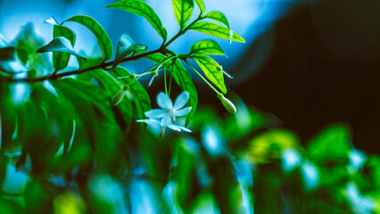 Branches of beauty petite white petals Wrightia flowering bush tree blooming on green leaf...