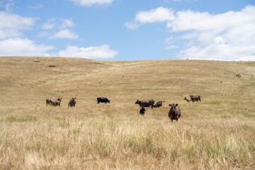 herd of cattle in an agriculture farming landscape in a hot dry summer on a farm in australia