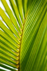 Belize island South Water Caye. Palm leaf