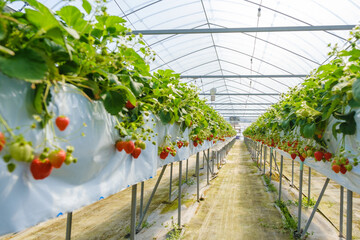 イチゴを栽培するビニールハウス　農園　いちご狩り
