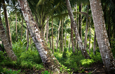 Mentawai Islands Indonesia Palm trees