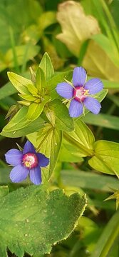 Blue Lysimachia Foemina Flowers Blooming on Green Leaves Background