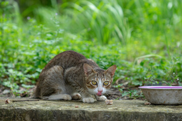 A cat is looking at me. Portrait of dog by plants, Close-up of a cat resting under blanket
Close-up of cat sleeping, Cat peeping through hole in wall.
High angle view of cats relaxing on footpath,