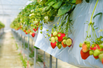 イチゴを栽培するビニールハウス　農園　いちご狩り - obrazy, fototapety, plakaty