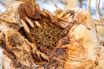 bee hive in a red gum tree hollow on a farm in australia. native bee hive in summer