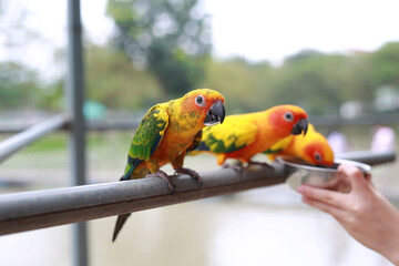 Close-up hand holding sunflower seeds feeding macaw bird animal in zoo.