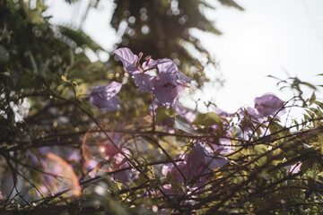 Bougainvillea glabra is sometimes called 